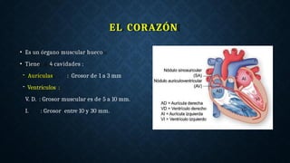 EL CORAZÓN
• Es un órgano muscular hueco
• Tiene 4 cavidades :
- Aurículas : Grosor de 1 a 3 mm
- Ventrículos :
V. D. : Grosor muscular es de 5 a 10 mm.
I. : Grosor entre 10 y 30 mm.
 