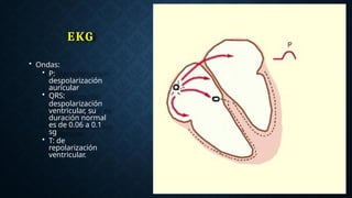 EKG
• Ondas:
• P:
despolarización
auricular
• QRS:
despolarización
ventricular, su
duración normal
es de 0.06 a 0.1
sg
• T: de
repolarización
ventricular.
 
