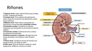Anatomia del Sistema Excretor, riñones ureteres, vejiga | PPTX