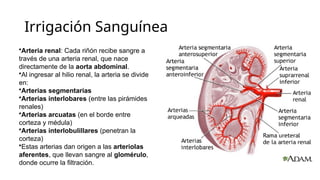 Anatomia del Sistema Excretor, riñones ureteres, vejiga | PPTX