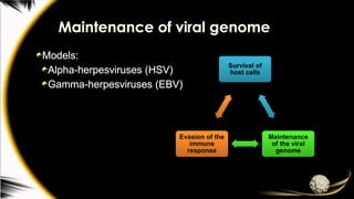 Maintenance of viral genome
Models:
Alpha-herpesviruses (HSV)
Gamma-herpesviruses (EBV)
 