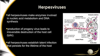 Herpesviruses
all herpesviruses make enzymes involved
in nucleic acid metabolism and DNA
synthesis
production of progeny virus leads to
irreversible destruction of the host cell
(lytic).
all herpesviruses establish latent infection
that persists for the lifetime of the host
 