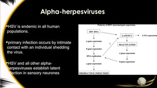 Alpha-herpesviruses
HSV is endemic in all human
populations.
primary infection occurs by intimate
contact with an individual shedding
the virus.
HSV and all other alpha-
herpesviruses establish latent
infection in sensory neurones
 