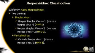 Herpesviridae: Classification
Subfamily: Alpha Herpesvirinae:
Two Genera:
Simplex virus:
Herpes Simplex Virus – 1 (Human
herpes Virus -1 (HHV-1).
Herpes simplex Virus – 2 (Human
Herpes Virus – 2 (HHV-2).
Varicellovirus:
Varicella Zoster Virus (Human
Herpes Virus -3 (HHV-3).
 