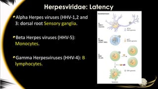 Herpesviridae: Latency
Alpha Herpes viruses (HHV-1,2 and
3: dorsal root Sensory ganglia.
Beta Herpes viruses (HHV-5):
Monocytes.
Gamma Herpesviruses (HHV-4): B
lymphocytes.
 