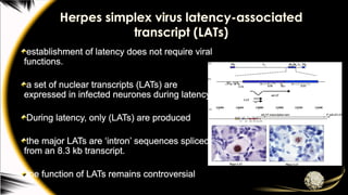 Herpes simplex virus latency-associated
transcript (LATs)
establishment of latency does not require viral
functions.
a set of nuclear transcripts (LATs) are
expressed in infected neurones during latency.
During latency, only (LATs) are produced
the major LATs are ‘intron’ sequences spliced
from an 8.3 kb transcript.
the function of LATs remains controversial
 