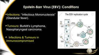 Epstein-Barr Virus (EBV): Conditions
Infections: “Infectious Mononucleosis”
(Glandular fever).
Tumours: Burkitt's Lymphoma,
Nasopharyngeal carcinoma.
Infections & Tumours in
immunocompromised
 