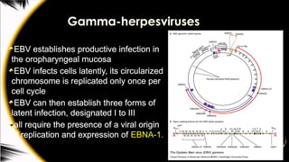 Gamma-herpesviruses
EBV establishes productive infection in
the oropharyngeal mucosa
EBV infects cells latently, its circularized
chromosome is replicated only once per
cell cycle
EBV can then establish three forms of
latent infection, designated I to III
all require the presence of a viral origin
of replication and expression of EBNA-1.
 