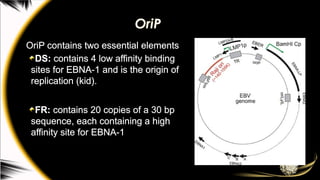 OriP
OriP contains two essential elements
DS: contains 4 low affinity binding
sites for EBNA-1 and is the origin of
replication (kid).
FR: contains 20 copies of a 30 bp
sequence, each containing a high
affinity site for EBNA-1
 