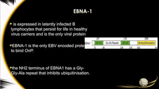 EBNA-1
is expressed in latently infected B
lymphocytes that persist for life in healthy
virus carriers and is the only viral protein
EBNA-1 is the only EBV encoded protein
to bind OriP.
the NH2 terminus of EBNA1 has a Gly-
Gly-Ala repeat that inhibits ubiquitinisation.
 