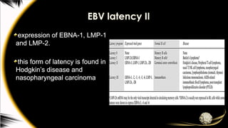 EBV latency II
expression of EBNA-1, LMP-1
and LMP-2.
this form of latency is found in
Hodgkin’s disease and
nasopharyngeal carcinoma
 
