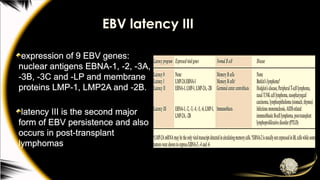 EBV latency III
expression of 9 EBV genes:
nuclear antigens EBNA-1, -2, -3A,
-3B, -3C and -LP and membrane
proteins LMP-1, LMP2A and -2B.
latency III is the second major
form of EBV persistence and also
occurs in post-transplant
lymphomas
 