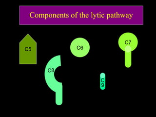 Components of the lytic pathway
C6
C
9
C8
C7
C5
 