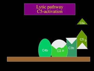 Lytic pathway
C5-activation
C3b
C2 a
C4b
C5 b
C5a
 