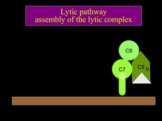 Lytic pathway
assembly of the lytic complex
C5 b
C6
C7
 