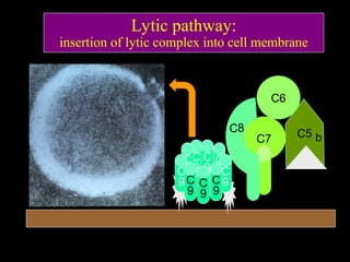 Lytic pathway:
insertion of lytic complex into cell membrane
C5 b
C6
C7
C8
C
9
C
9
C
9
C
9C
9
C
9 C
9
C
9
C
9
 