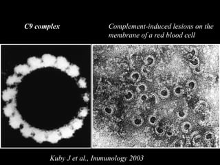 C9 complex Complement-induced lesions on the
membrane of a red blood cell
Kuby J et al., Immunology 2003
 