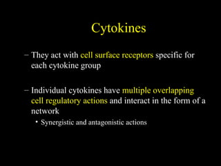 Cytokines
– They act with cell surface receptors specific for
each cytokine group
– Individual cytokines have multiple overlapping
cell regulatory actions and interact in the form of a
network
• Synergistic and antagonistic actions
 