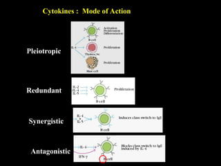 Pleiotropic
Redundant
Synergistic
Antagonistic
-
Cytokines : Mode of Action
 