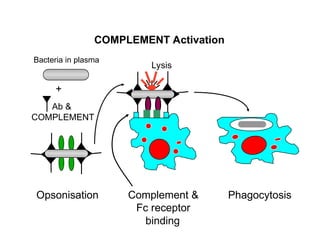 Effector Mechanisms Against Extracellular Pathogens
COMPLEMENT Activation
Bacteria in plasma
Ab &
COMPLEMENT
+
Phagocytosis
binding
Complement &
Fc receptor
Lysis
Opsonisation
 
