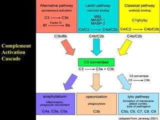 Complement
Activation
Cascade
 