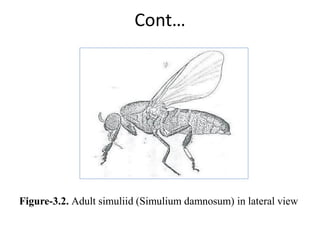 3. Medical and veternary important insects.pdf
