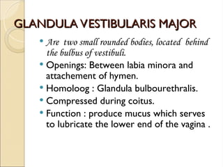 Homoloog Reproductive system Femina12345838584884.ppt