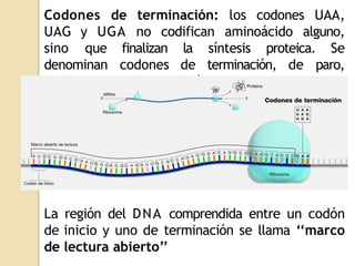 3. TRADUCCIÓN.pptx es muy útil para comprender | PPTX