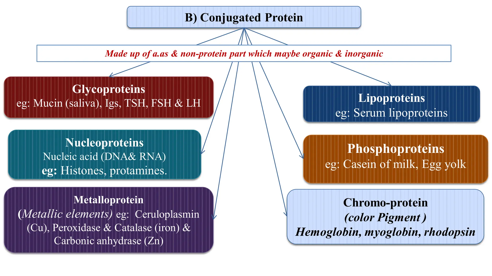 Glycoproteins
eg: Mucin (saliva), Igs, TSH, FSH & LH Lipoproteins
eg: Serum lipoproteins
B) Conjugated Protein
Nucleoproteins
Nucleic acid (DNA& RNA)
eg: Histones, protamines.
Phosphoproteins
eg: Casein of milk, Egg yolk
Metalloprotein
(Metallic elements) eg: Ceruloplasmin
(Cu), Peroxidase & Catalase (iron) &
Carbonic anhydrase (Zn)
Made up of a.as & non-protein part which maybe organic & inorganic
Chromo-protein
(color Pigment )
Hemoglobin, myoglobin, rhodopsin
 
