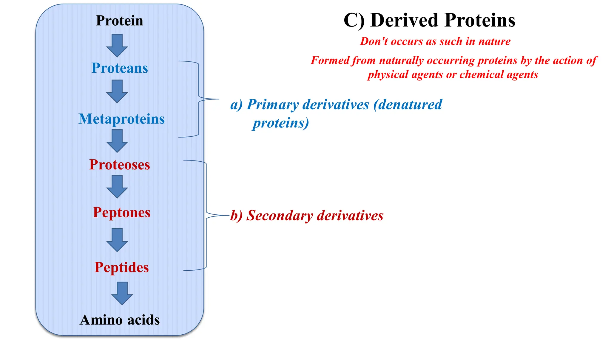 Protein
Proteans
Metaproteins
Proteoses
Peptones
Peptides
Amino acids
a) Primary derivatives (denatured
proteins)
b) Secondary derivatives
C) Derived Proteins
Don't occurs as such in nature
Formed from naturally occurring proteins by the action of
physical agents or chemical agents
 