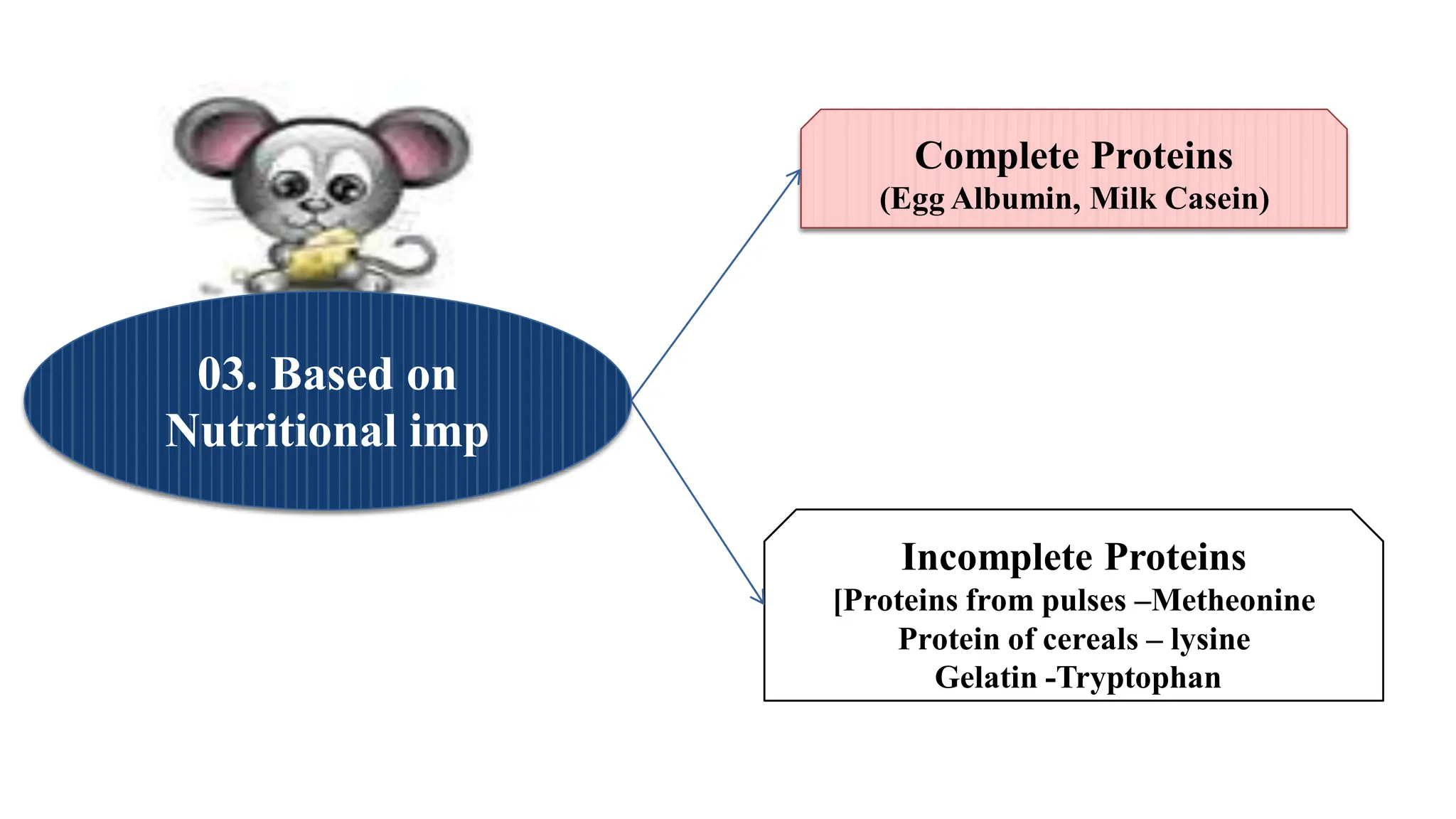 Complete Proteins
(Egg Albumin, Milk Casein)
Incomplete Proteins
[Proteins from pulses –Metheonine
Protein of cereals – lysine
Gelatin -Tryptophan
03. Based on
Nutritional imp
 