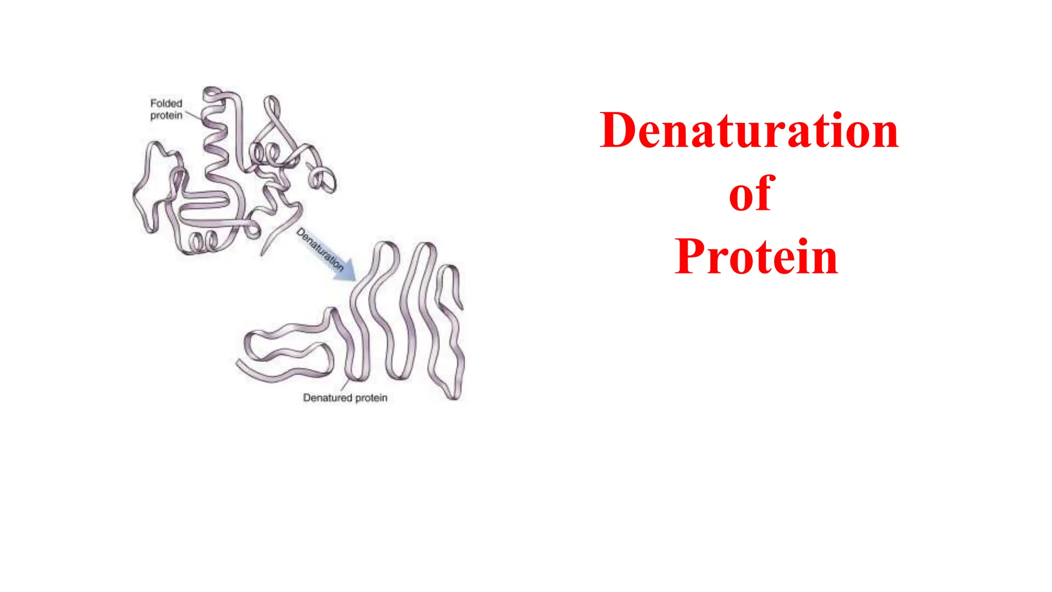 Denaturation
of
Protein
 
