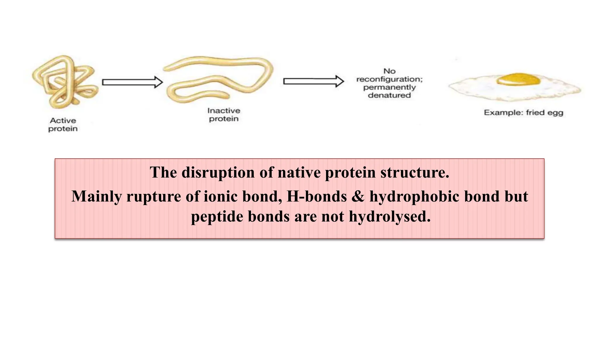The disruption of native protein structure.
Mainly rupture of ionic bond, H-bonds & hydrophobic bond but
peptide bonds are not hydrolysed.
 