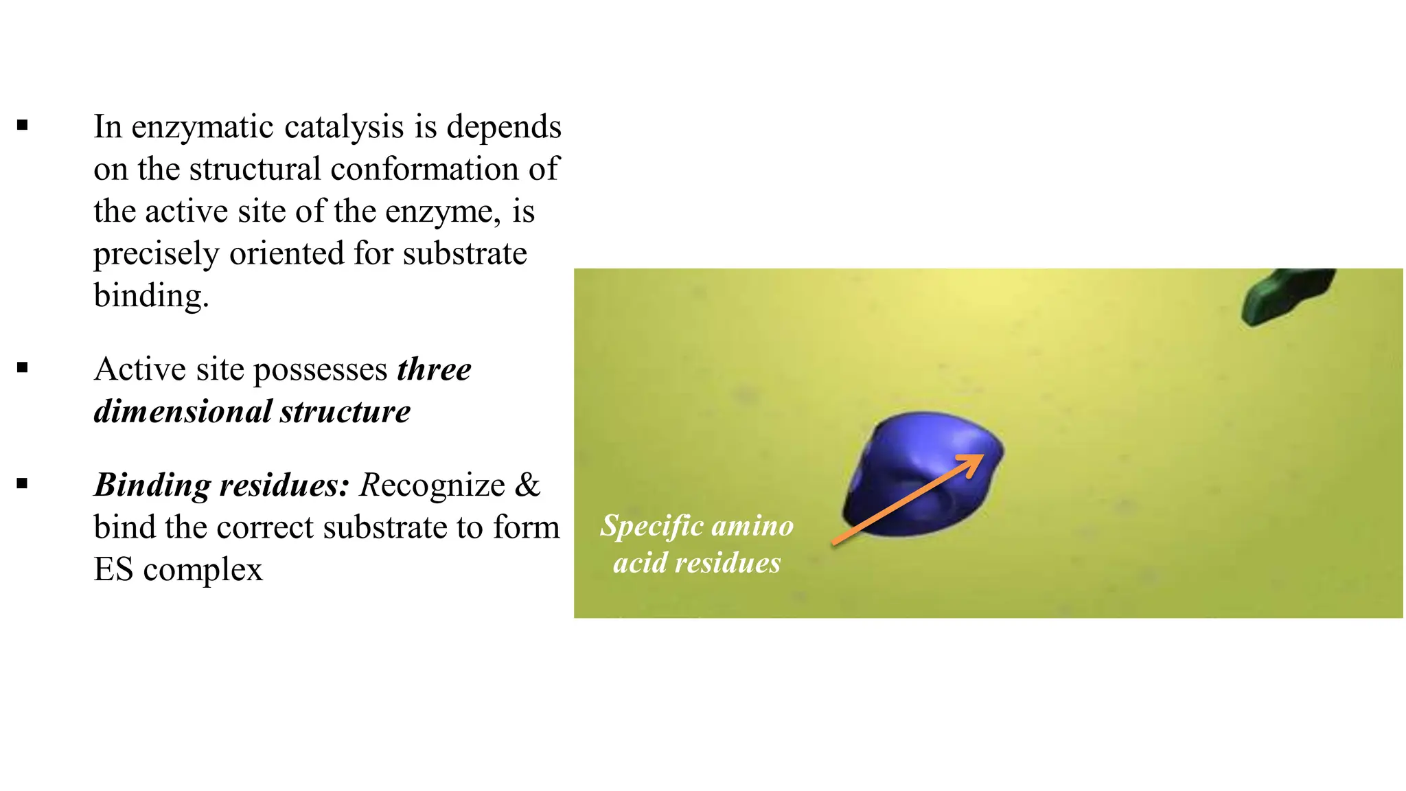  In enzymatic catalysis is depends
on the structural conformation of
the active site of the enzyme, is
precisely oriented for substrate
binding.
 Active site possesses three
dimensional structure
 Binding residues: Recognize &
bind the correct substrate to form
ES complex
Specific amino
acid residues
 