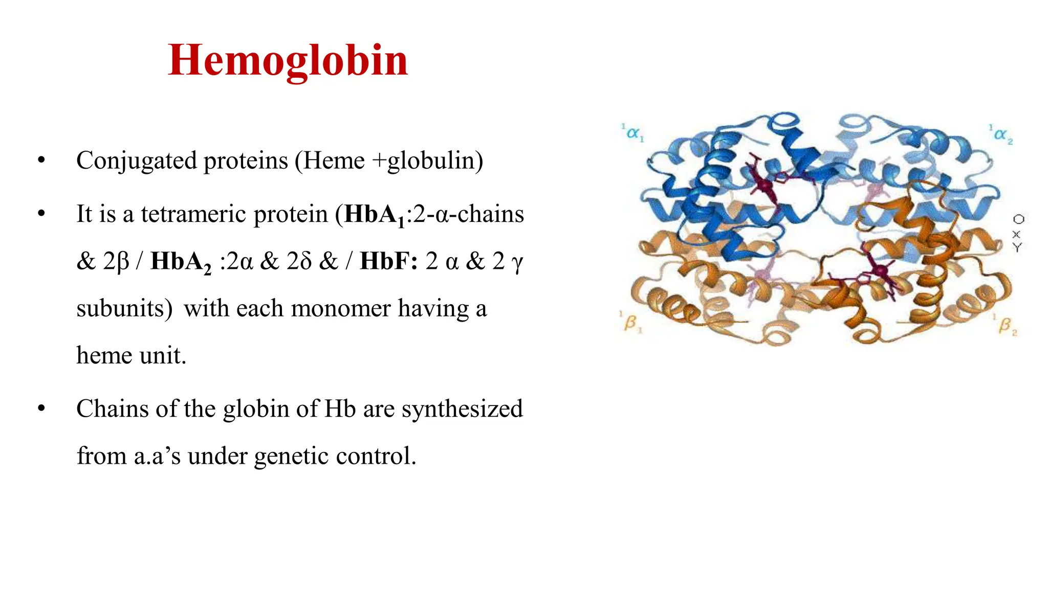 Hemoglobin
• Conjugated proteins (Heme +globulin)
• It is a tetrameric protein (HbA1:2-α-chains
& 2β / HbA2 :2α & 2δ & / HbF: 2 α & 2 γ
subunits) with each monomer having a
heme unit.
• Chains of the globin of Hb are synthesized
from a.a’s under genetic control.
 