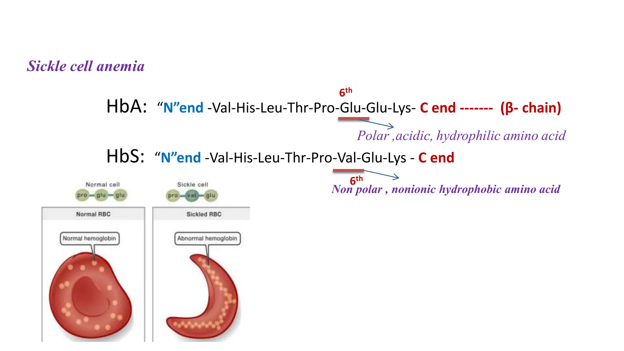 HbA: “N”end -Val-His-Leu-Thr-Pro-Glu-Glu-Lys- C end ------- (β- chain)
HbS: “N”end -Val-His-Leu-Thr-Pro-Val-Glu-Lys - C end
6th
Non polar , nonionic hydrophobic amino acid
Polar ,acidic, hydrophilic amino acid
Sickle cell anemia
6th
 