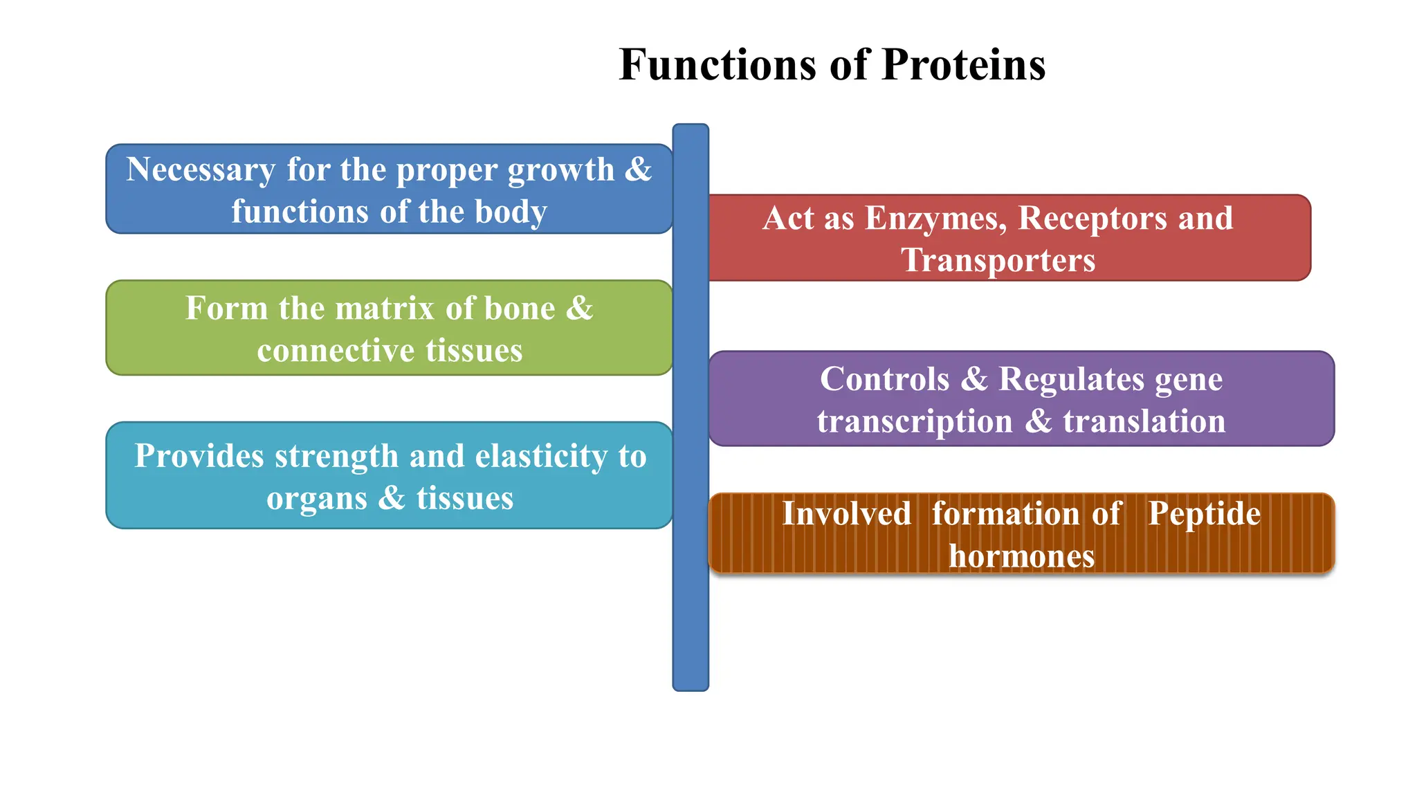 Functions of Proteins
Controls & Regulates gene
transcription & translation
Provides strength and elasticity to
organs & tissues
Form the matrix of bone &
connective tissues
Act as Enzymes, Receptors and
Transporters
Necessary for the proper growth &
functions of the body
Involved formation of Peptide
hormones
 