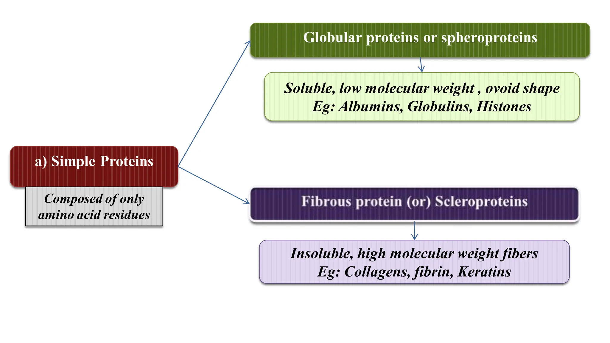 Globular proteins or spheroproteins
a) Simple Proteins
Insoluble, high molecular weight fibers
Eg: Collagens, fibrin, Keratins
Soluble, low molecular weight , ovoid shape
Eg: Albumins, Globulins, Histones
Composed of only
amino acid residues
 