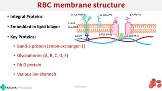 Rhag Protein Rbc 3.Red Blood Cells- PY 2.11,2.12.pdf physiology | PDF
