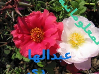 ‫ة‬
‫ي‬
‫ت‬
‫ا‬
‫م‬
‫و‬
‫ل‬
‫ع‬
‫م‬
‫ل‬
‫ا‬
‫عبدالها‬
 