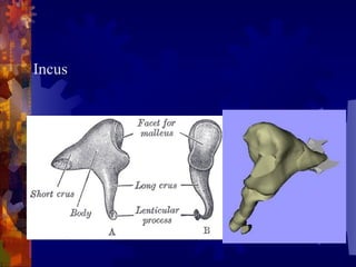 Anatomy of external and middle ear 3.ppt
