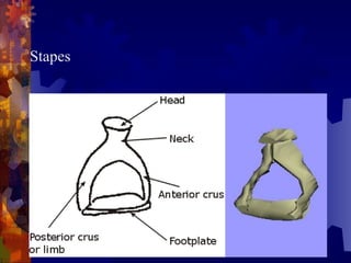 Anatomy of external and middle ear 3.ppt