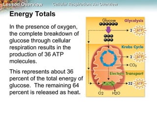 Glycolysis ATP Krebs cycle where energy comes from | PPT