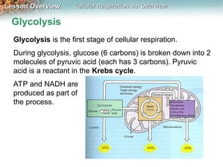 Glycolysis ATP Krebs cycle where energy comes from | PPT