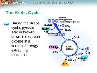 Glycolysis ATP Krebs cycle where energy comes from | PPT