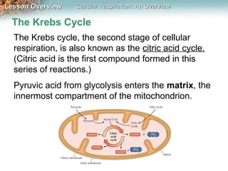Glycolysis ATP Krebs cycle where energy comes from | PPT