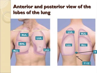 3.7 Thorax & lungs.pptffhhyuuyftuiogfhjggjh | PPT