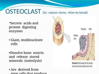 Anatomy of Bone and Cartilage for students pptx | PPTX