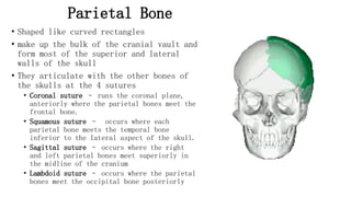 Parietal Forehead 3. Skull.ppt skull bones for anatomy first | PPTX