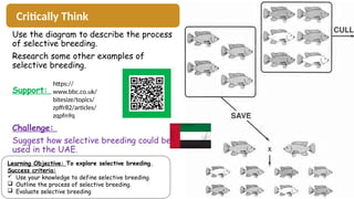 Selective Breeding Process Examples 3. Selective Breeding year 9 powerpoint. | PPTX